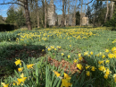 Southwick Daffodils